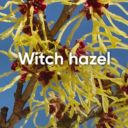Witch hazel